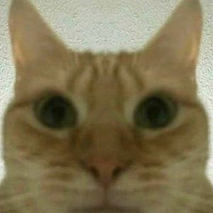 Meet your Posher, Kat